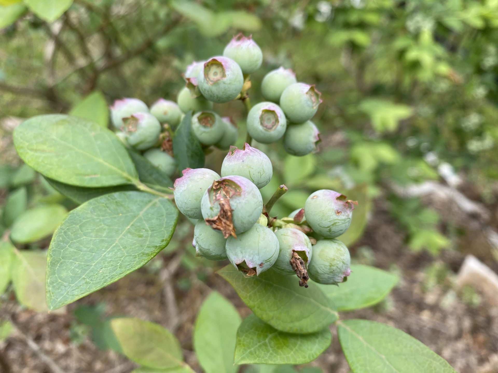 Louisiana berry basics